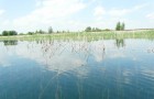 Jezioro Tarnobrzeskie po rekultywacji